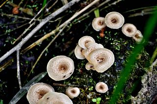 Champignon 1