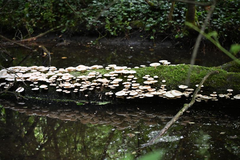 Des champignons sur un tronc dans l'eau