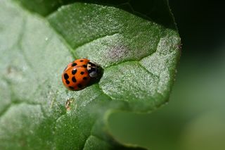 Coccinelle 1
