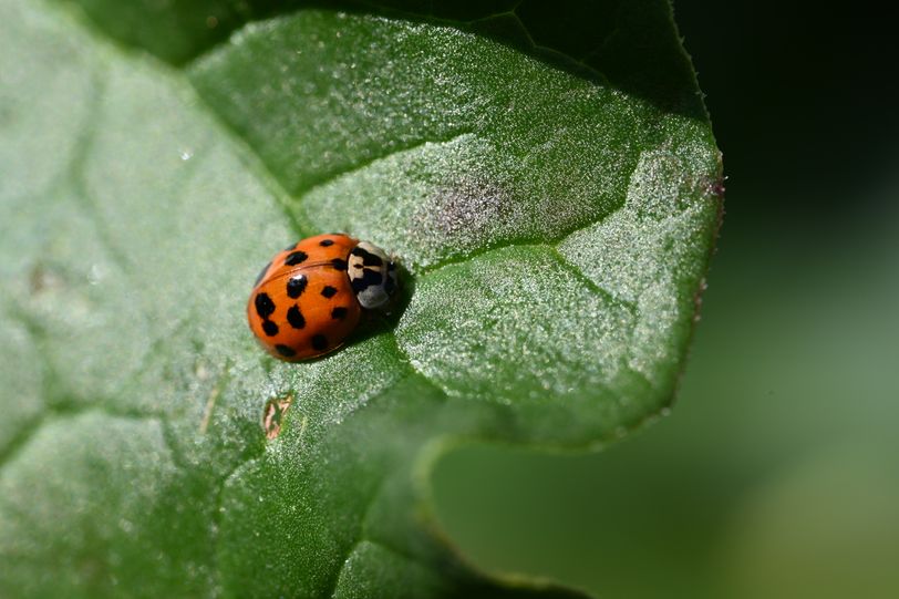 Coccinelle 1