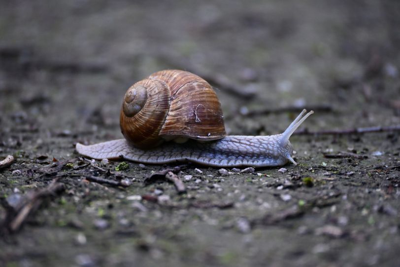 Escargot 1