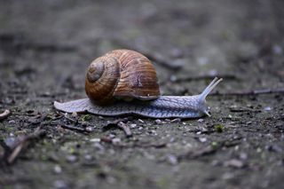 Escargot 1