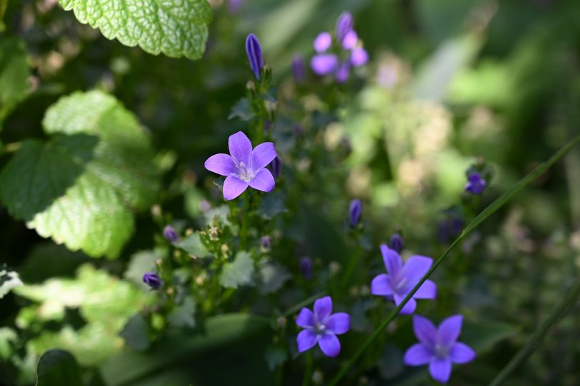 Fleur 1