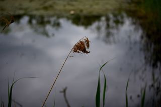 Fleur 2