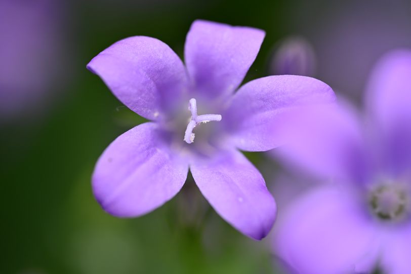 Fleur 3