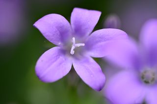 Fleur 3