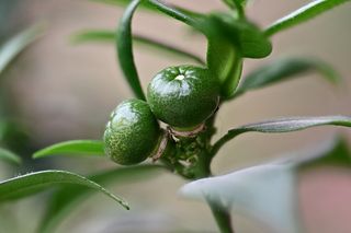 Fruit 1