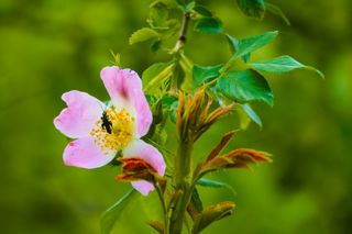 Insecte 1