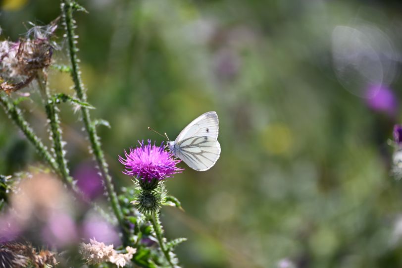 Insecte 3