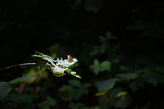Insecte 4