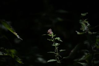 Insecte 5
