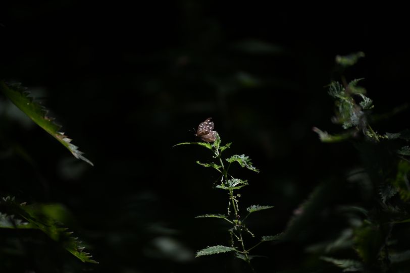 Insecte 5