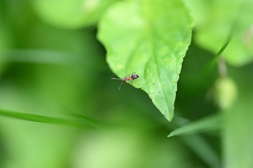 Insecte 6