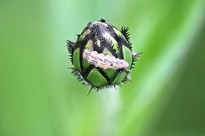 Insecte 7