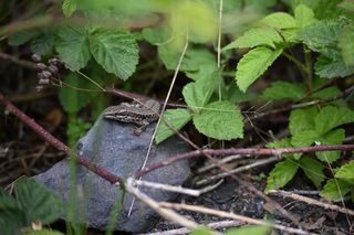Lezard 1