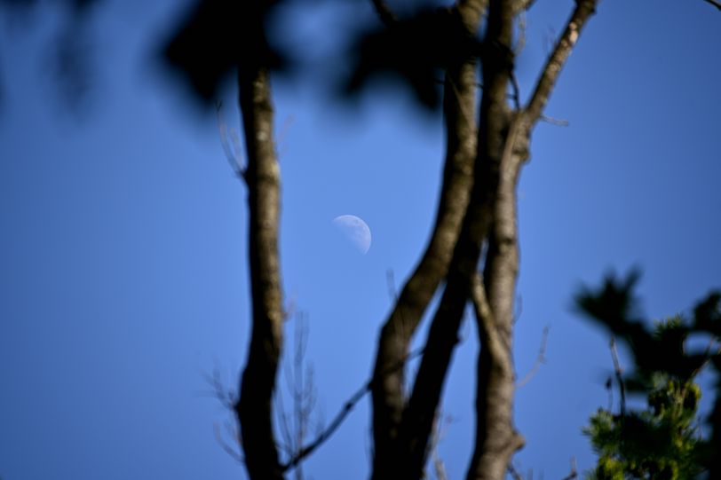 La lune de jour entre 2 branches d'arbres