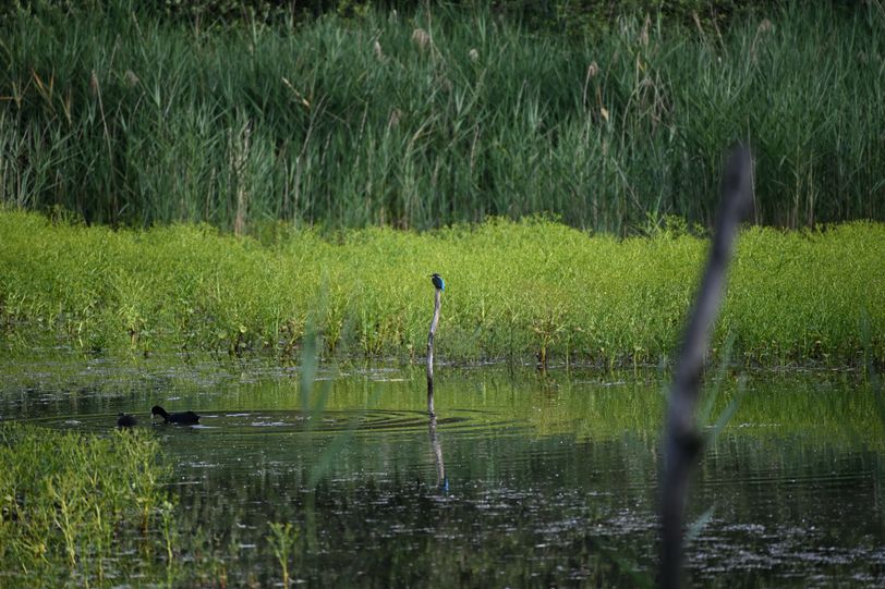 Un martin-pêcheur posé sur une branche qui sort de l'eau