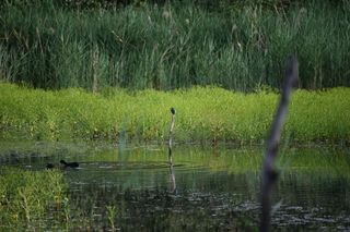 Un martin-pêcheur posé sur une branche qui sort de l'eau
