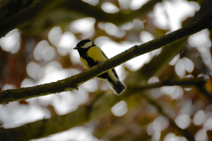 Oiseau 1