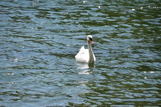 Oiseau 2