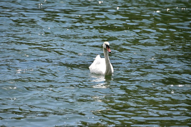 Oiseau 2