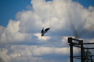 Oiseau 3