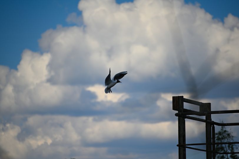 Oiseau 3