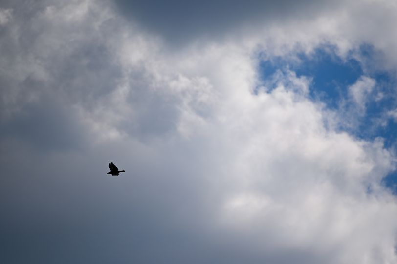 Oiseau 4
