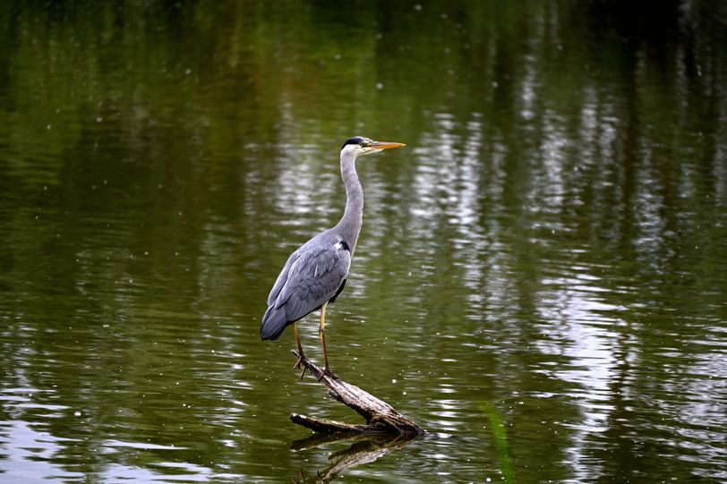 Oiseau 5