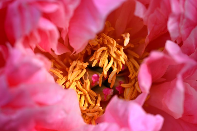 L'interieur d'une Pivoine