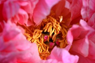 L'interieur d'une Pivoine